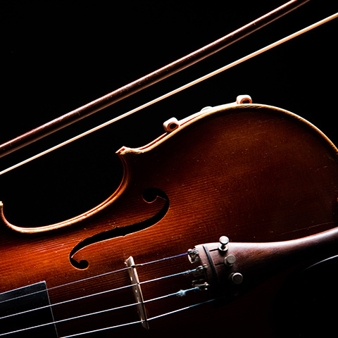 Viola 